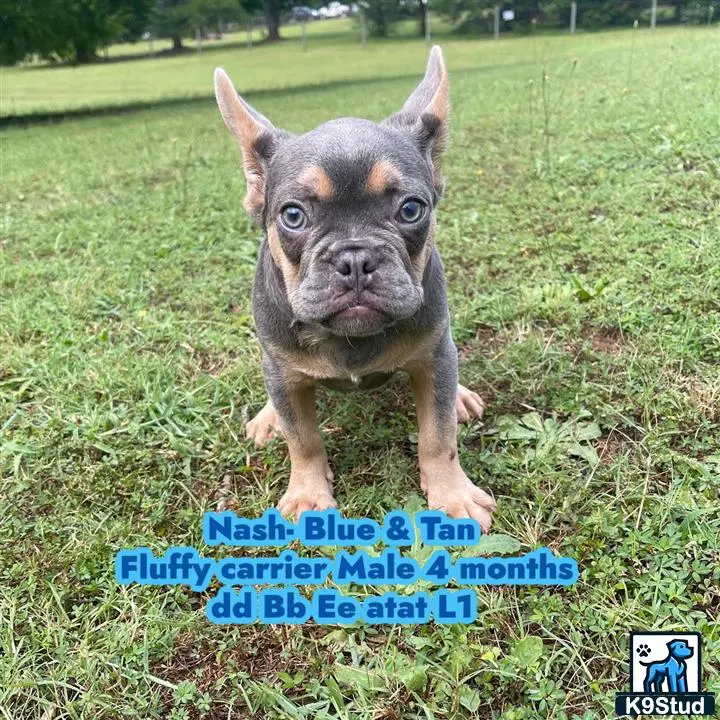 French Bulldog puppy for sale: a french bulldog dog standing on grass