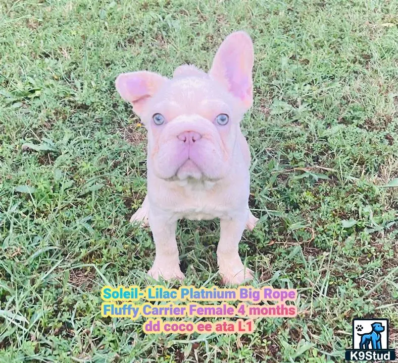French Bulldog puppy for sale: a small pink pig