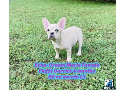 French Bulldog puppy for sale: a small white french bulldog dog