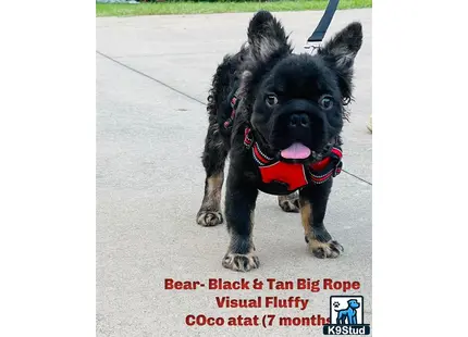 French Bulldog puppy for sale: a small black french bulldog dog