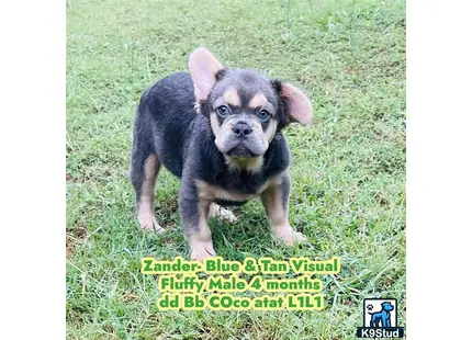 French Bulldog puppy for sale: a small french bulldog puppy standing on grass