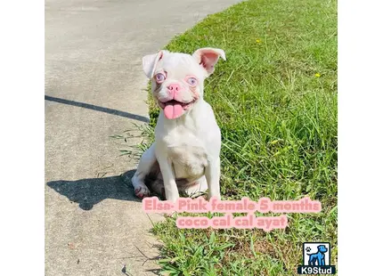 French Bulldog puppy for sale: a french bulldog dog sitting on a sidewalk