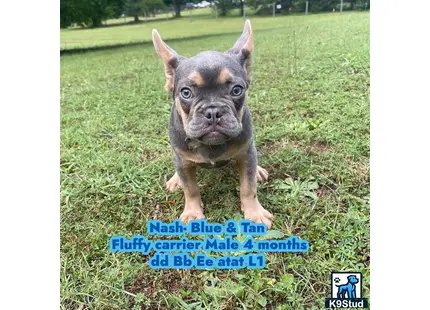 French Bulldog puppy for sale: a french bulldog dog standing on grass