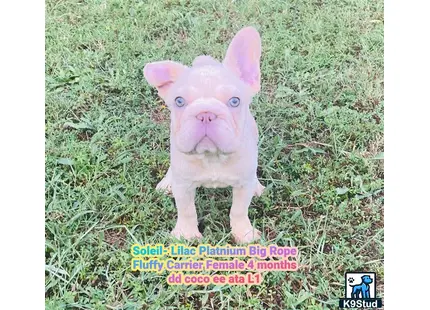 French Bulldog puppy for sale: a small pink pig