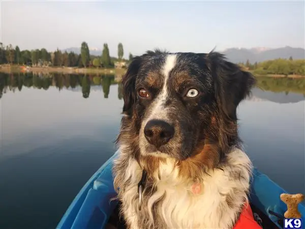 Anatolian Shepherd Dog stud dog: a anatolian shepherd dog dog in a boat