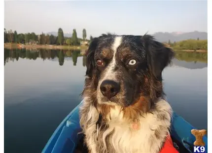 Anatolian Shepherd Dog stud dog: a anatolian shepherd dog dog in a boat
