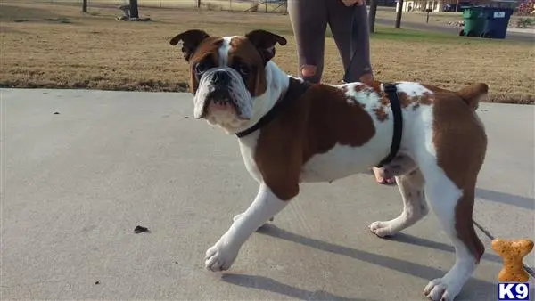 Old English Bulldog stud dog