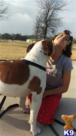 Old English Bulldog stud dog