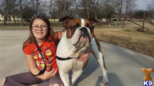 Old English Bulldog stud dog