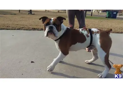 Old English Bulldog