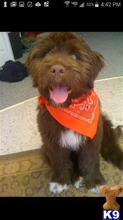 Labradoodle stud dog