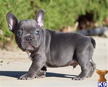 french bulldog puppy posted by krishadgtu14