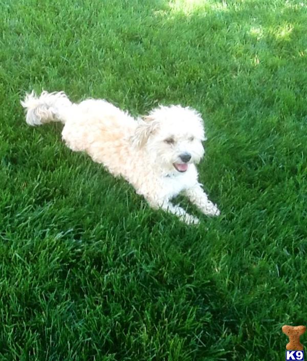 Havanese dog