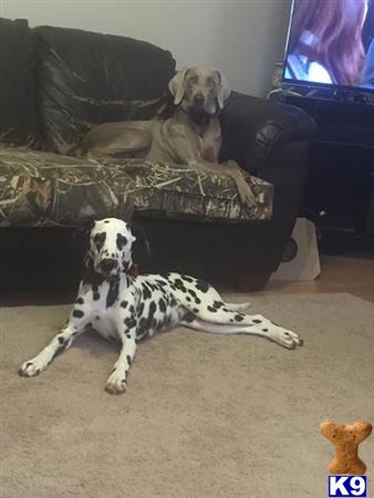 Dalmatian dog