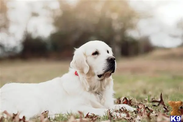 Golden Retriever stud dog