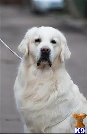 Golden Retriever stud dog