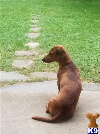 Dachshund stud dog