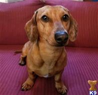 loki available Dachshund puppy located in BETHLEHEM