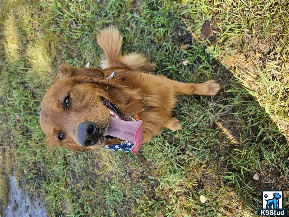 Golden Retriever stud dog