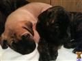 Mastiff