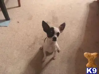 Chihuahua stud dog: a chihuahua dog sitting on the ground