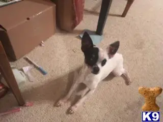 Chihuahua stud dog: a chihuahua dog lying on the floor