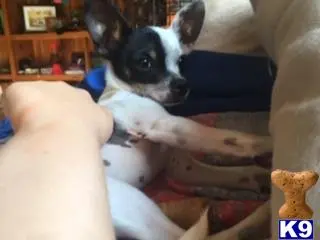 Chihuahua stud dog: a chihuahua dog sitting on a persons lap
