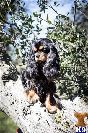 Cavalier King Charles Spaniel stud dog