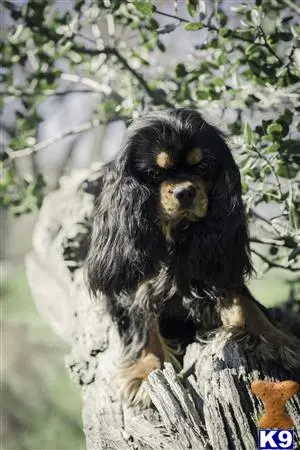 Cavalier King Charles Spaniel stud dog