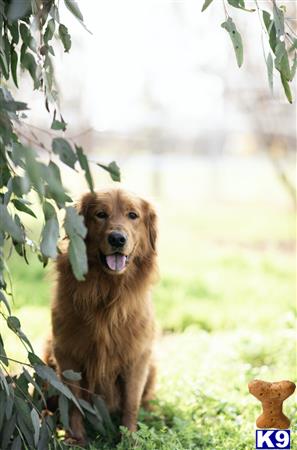 Golden Retriever dog