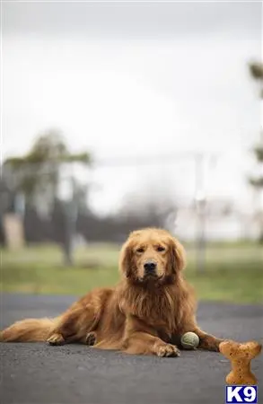 Golden Retriever stud dog