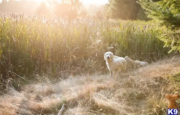 Golden Retriever stud dog