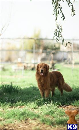 Golden Retriever dog