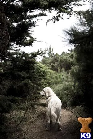 Golden Retriever stud dog