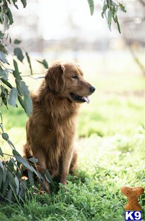 Golden Retriever dog