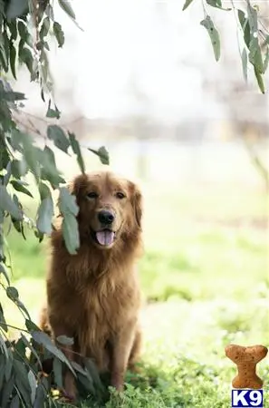 Golden Retriever stud dog