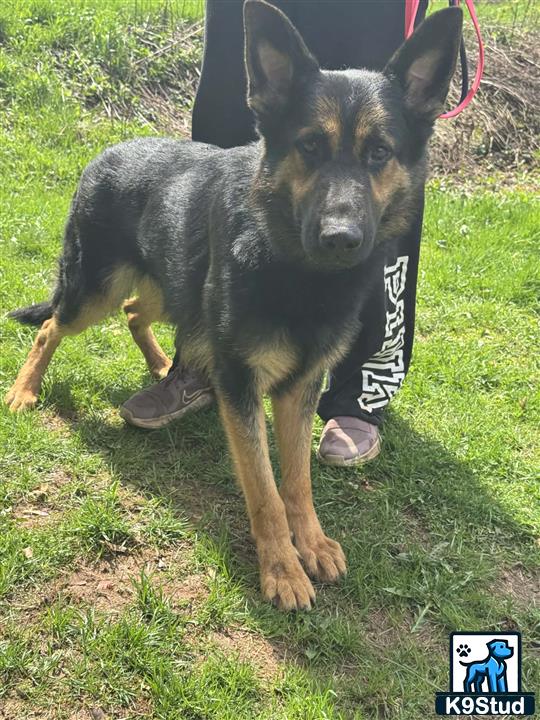 a german shepherd dog standing on grass