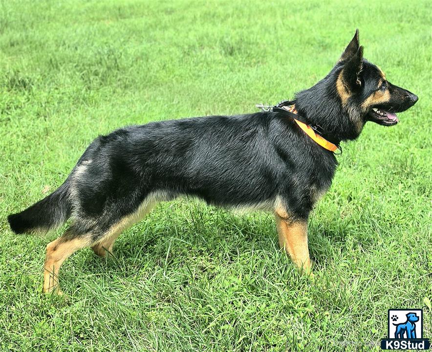 a german shepherd dog standing on grass