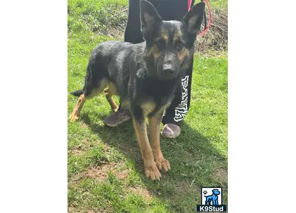 a german shepherd dog standing on grass