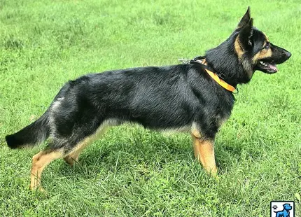 German Shepherd stud dog: a german shepherd dog standing on grass