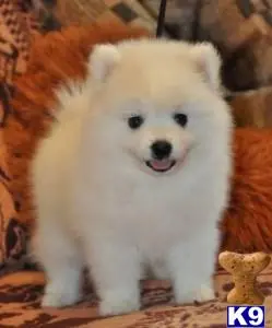 Presa Canario puppy for sale