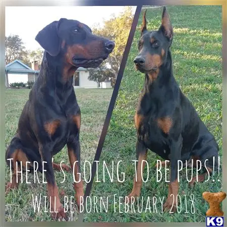 Doberman Pinscher puppy for sale