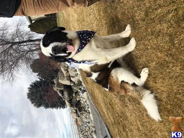 Saint Bernard female dog