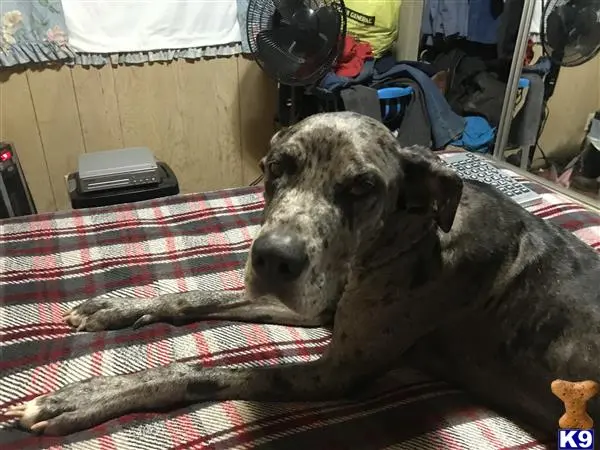 Great Dane female dog