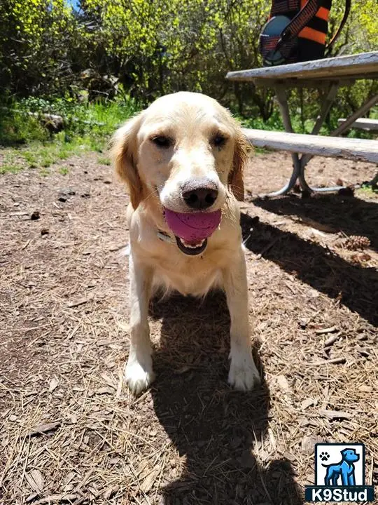 Golden Retriever
