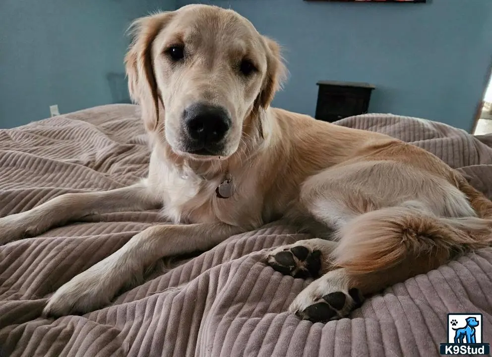 Golden Retriever female dog
