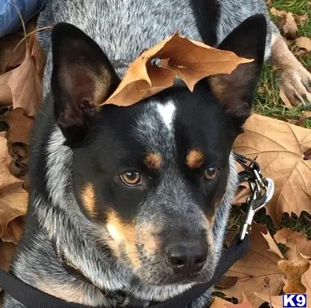 Australian Cattle Dog stud dog