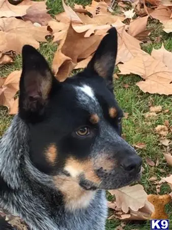 Australian Cattle Dog stud dog