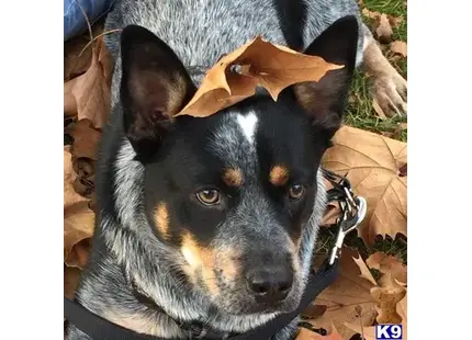 Australian Cattle Dog