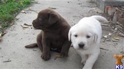 labrador retriever puppy posted by kristystrawn